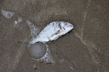 Mrtva riba na obali mora. Nasukana riba na pješčanoj plaži.