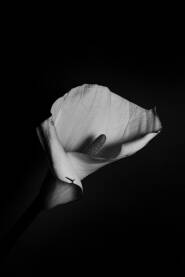 Crno bijela fotografija cvijeta kale