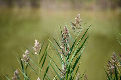 Trska koja raste pored vode. Phragmites australis.