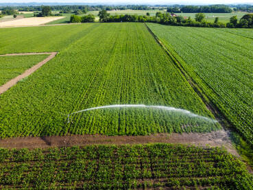 Polje kukuruza, snimak dronom. Poljoprivreda.