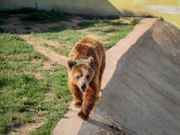 Smeđi medvjed u zoo vrtu u Tuzli