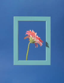 Portret cvijeta gerbera u fotookviru na jarkoplavoj pozadini.
