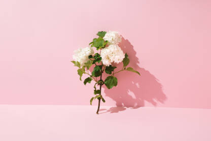 Bijelo cvijeće naslonjeno na ružičasti zid.