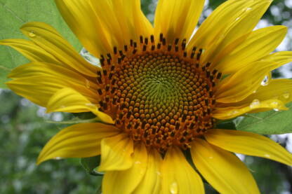 Cvijet suncokreta