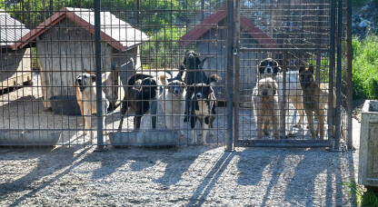 Napušteni psi u skloništu za životinje. Azil za pse. Psi lutalice žive u užasnim uslovima u željeznim kavezima.