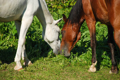 Konji koji pasu svježu zelenu travu u polju. Konj na pašnjaku. Farma. Domaće životinje.