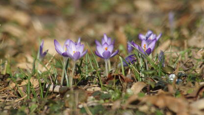 Na fotografiji su kaćuni, proljetno cvijeće okolo je suho lišće.