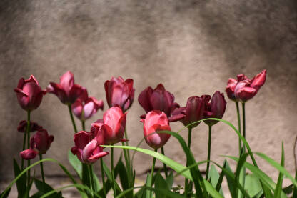Tulipani u vrtu ispred zgrade