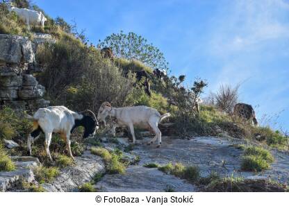 Nekoliko koza pase travu na stijeni. Manje stado koza brsti travu na stijeni.