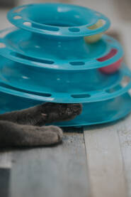 Razigrana maca u kući sa svojim igračkama