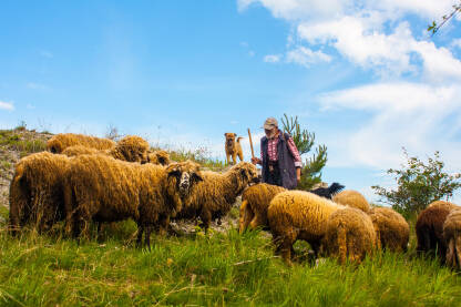 Pastir sa svojim stadom ovaca i vernim pratiocem - psom