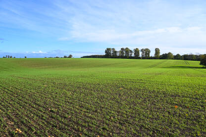 Poljoprivredno zemljište. Posijana pšenica. Zelena polja sa žitaricama u jesen.
