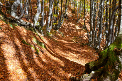 Suho lišće na šumskoj stazi u jesen. Planinarenje. Prelijepa šuma u oktobru.