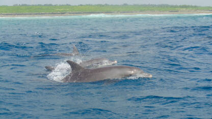 Delfini u vodama Indijskog okeana kod Zanzibara.