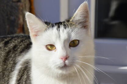Bijela odrasla mačka sa sivim šarama