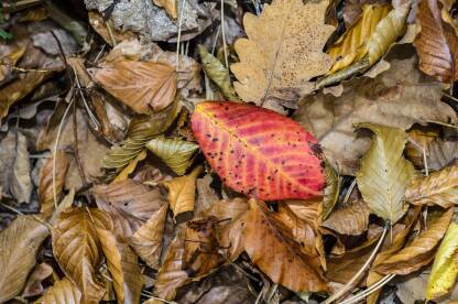 opalo lišće u šumi u jesen