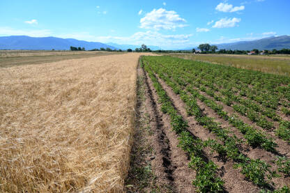 Krompir i žitarice rastu u polju.