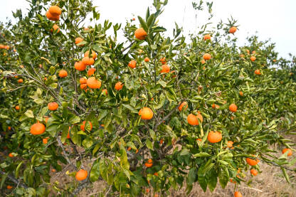 Mandarine rastu na grani u voćnjaku. Zrele mandarine na drvetu spremne za berbu. Svježe, sočno i organsko voće. Plantaža mandarina. Proizvodnja hrane.
