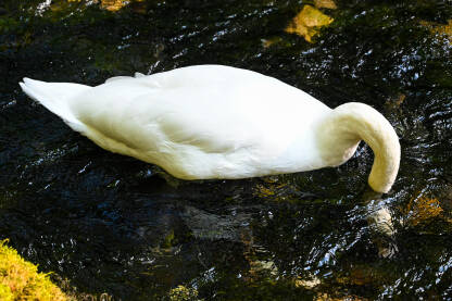 Labud traži hranu u rijeci. Bijeli labud u vodi.