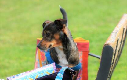 Portret smeđeg psa. Pas stoji na klupi između šarenih torbi.