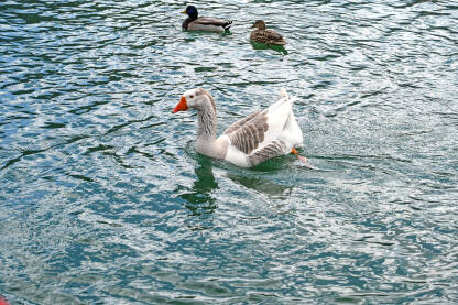 Guske i divlje patke na jezeru. Ptice plivaju u vodi.
