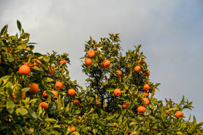 Mandarine raste na grani u voćnjaku. Zrele mandarine na drvetu spremne za berbu. Svježe i organsko voće. Plantaža mandarina. Proizvodnja hrane.