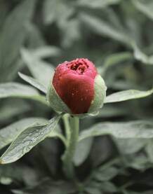 Crveni cvijet u bašti koji se još nije razvio. Cvijet nakon kiše, sa kapljicama vode snimljen izbliza sa zamućenom pozadinom.