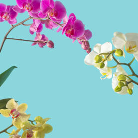 Cvjetovi orhideja rezličitih boja pred svijetloplavom pozadinom