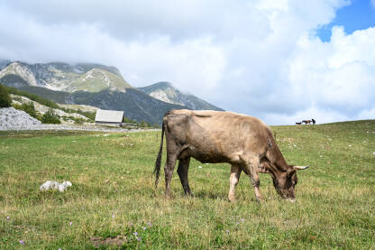 Krava pase travu u planini. Domaća krava na livadi