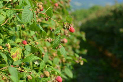 Crveno zlato, maline spremen su za branje. Jedno od najpopularnijeg voća koje se uzgaja na istoku BiH.