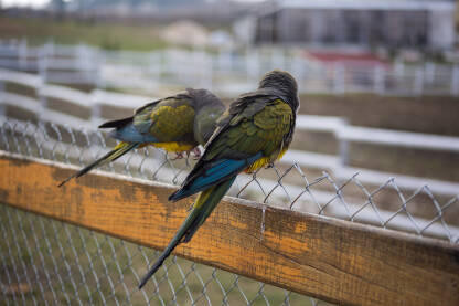 Patagonijski papagaji u ljubavi