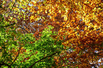 Jesenje boje u šumi. Zeleno i žuto lišće na granama u planini.