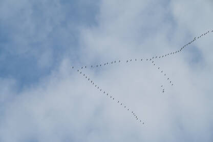 Jato ždralova leti u formaciji tokom migracije u jesen. Grupa ptica leti na jug. Ptice selice. Obični ždral ili euroazijski ždral