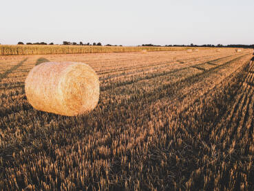 Bale sijena u polju. Bale ili koluti sijena na poljoprivrednom zemljištu.