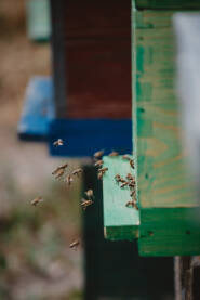 Pčele ulaze u košnicu
