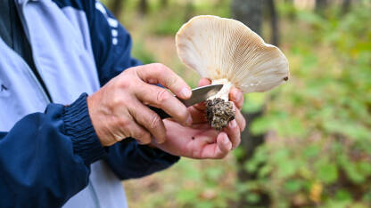 Čovjek bere gljive u šumi Čovjek bere gljive u šumi.