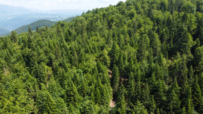 Zelena šuma na planini u proljeće, snimak dronom. Drveće raste u prirodi. Prekrasna listopadna i crnogorična šuma.
