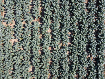 Kupus u polju. Zeleni i svježi listovi kupusa koji raste na navodnjavanom polju, snimak dronom. Organski kupus spreman za berbu.