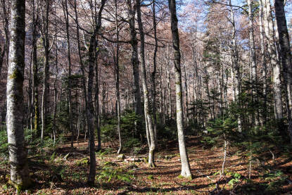 Planina Maglić.