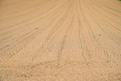 Mlada pšenica u polju. Svježe zasijano polje u proljeće. Žitarice.