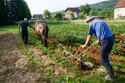 Oranje njive. Ljudi obrađuju zemlju uz pomoć konja u selu. Zemljoradnja.