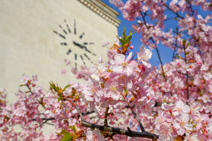 Japanska trešnja cvjeta u proljeće. Veliki sat iza drveta. Grana sa cvjetovima na suncu.