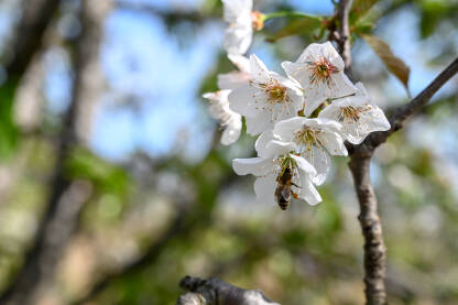 Pčela sakuplja polen sa bijelih cvjetova višnje. Stablo višnje u cvatu u voćnjaku.