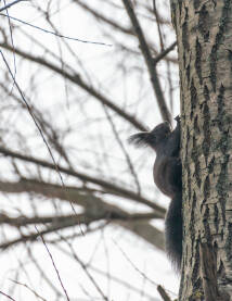 Crna vjeverica na stablu
