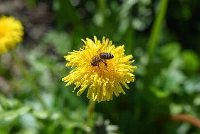 Pčela sakuplja polen sa cvijeta maslačka na livadi u proljeće, krupni plan. Pčela na žutom cvijetu na polju.