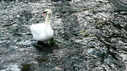 Labud u rijeci. Bijeli labud u vodi.