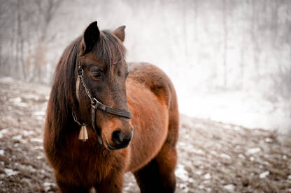 Prekrasni konj u zimskoj idili