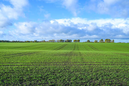 Prelijepo pšenično polje u jesen. Žitarice rastu na brdima u prirodi u Njemačkoj. Poljoprivreda.