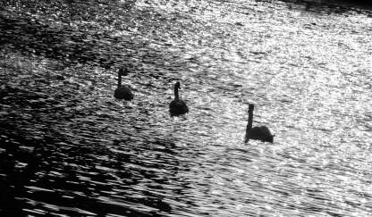 Tri labuda u predvečerje plivaju na rijeci Bosni, crno-bijelo