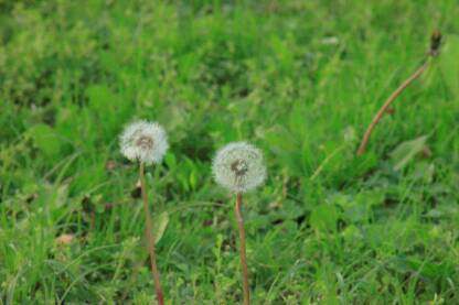Maslačak na gradskom travnjaku. Taraxacum officinale.